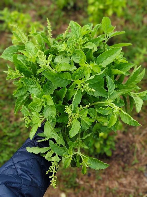Húng Quế Trắng - Holy Basil [ JUIJIA - Thái Lan ]