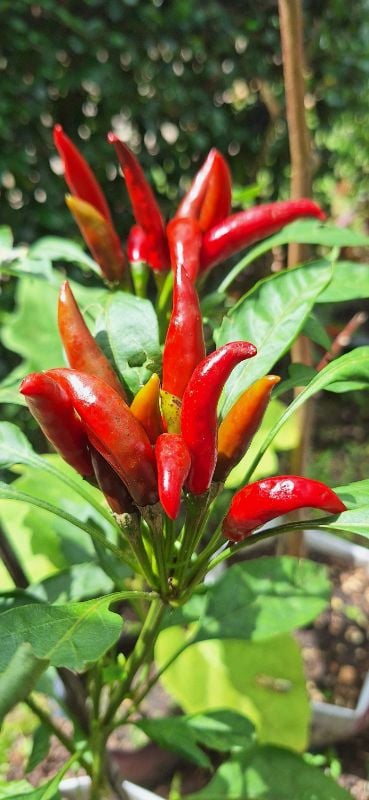 Ớt Chỉ Thiên Siêu Cay Lai F1 Trái Ngắn [ E-W Seeds - Thái Lan ]