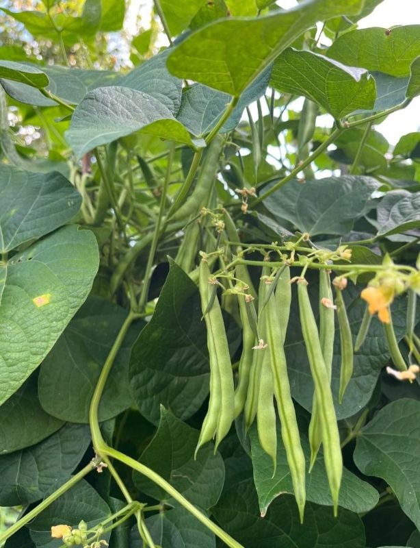 Đậu Cove Cao Sản [ E-W Seeds - Thái Lan ]