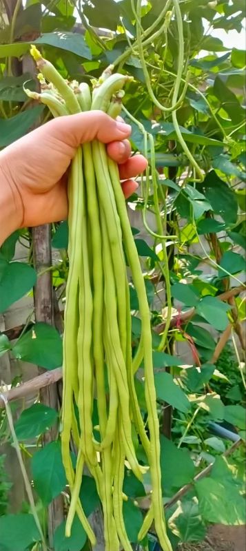 Đậu Đũa Xanh Cao Sản - JJ Shoyu [ JUIJIA - Thái Lan ]