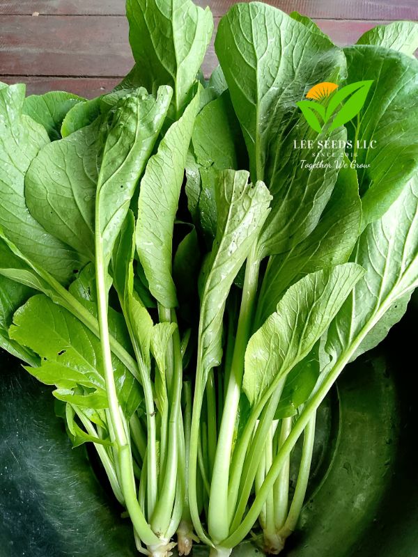 Cải Ngọt - Suphan 12 [ JUIJIA - Thái Lan ]