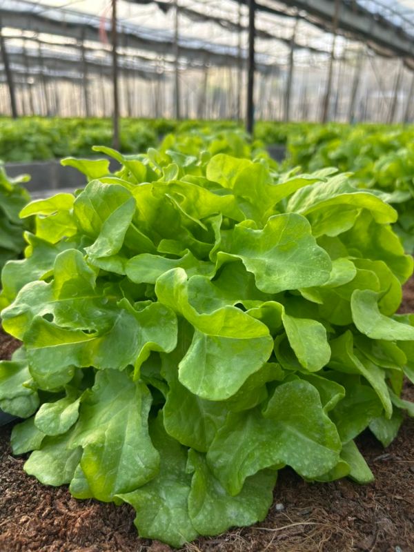 Xà Lách Sồi Xanh - Green Oakleaf [ JUIJIA - Thái Lan ]