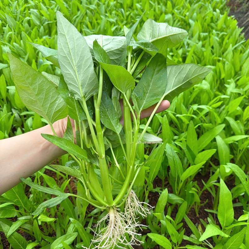 Rau Muống Ba Chạc