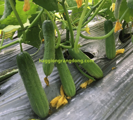 Dưa leo lai F1 Rado 33