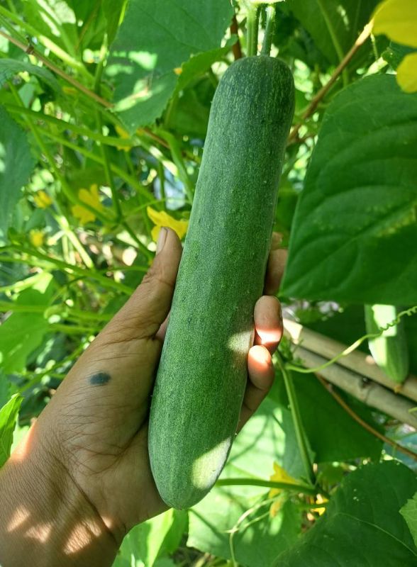 Dưa Leo Lai F1 306 Trái Dài [ E-W Seeds - Thái Lan ]