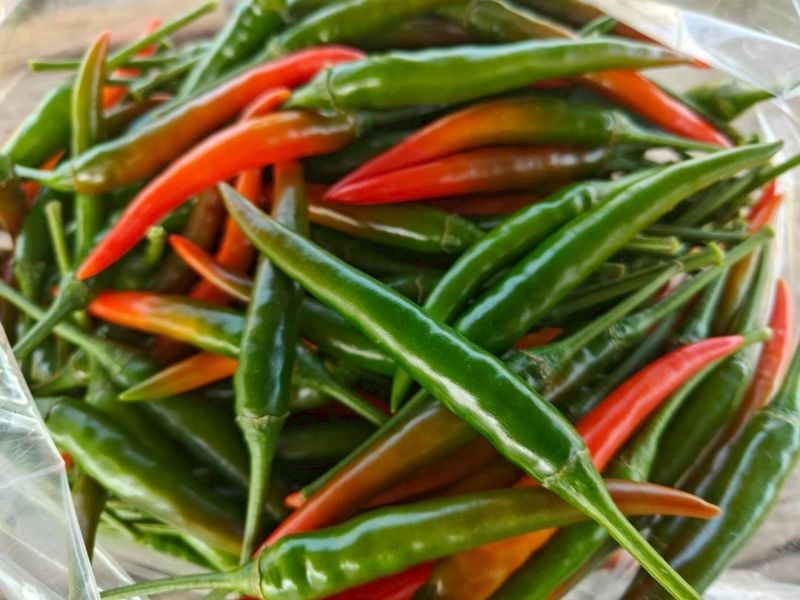 Ớt Jinda [ Home Garden - Thái Lan ]