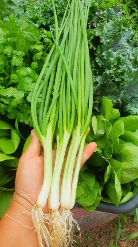 Hành Hương [ E-W Seeds - Thái Lan ]