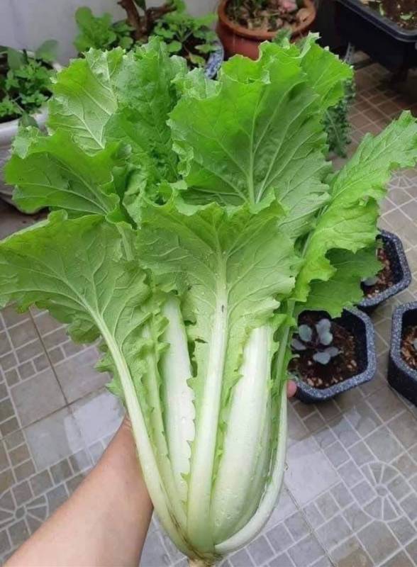 Cải Thảo Chịu Nhiệt [ Michilli ]