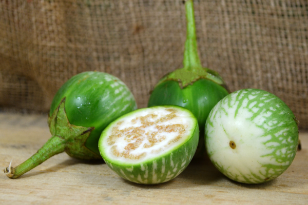 Cà Da Ếch [ JUIJIA - Thái Lan ]