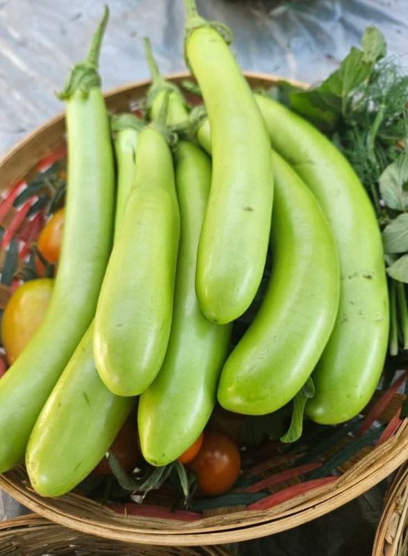 Cà Xanh Mỡ Trái Dài [ E-W Seeds - Thái Lan ]