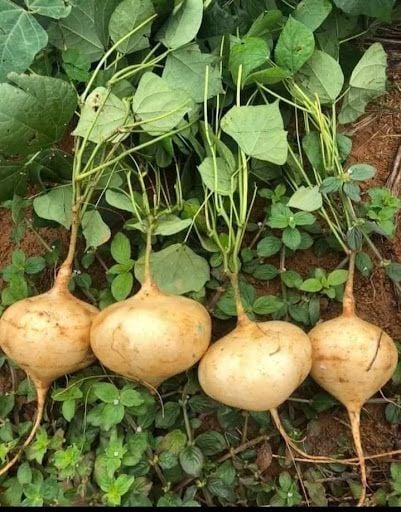 Củ Sắn (Củ Đậu)