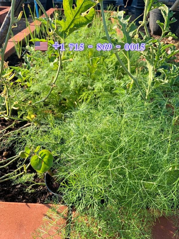 Thì Là [ E-W Seeds - Thái Lan ]