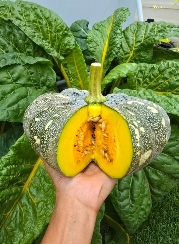 Bí Đỏ Đốm Nâu Lai F1 - 573 [ E-W Seeds - Thái Lan ]