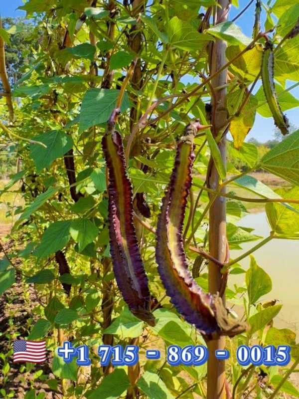 Đậu Rồng Tứ Quý Đỏ [ AAA - Thái Lan ]