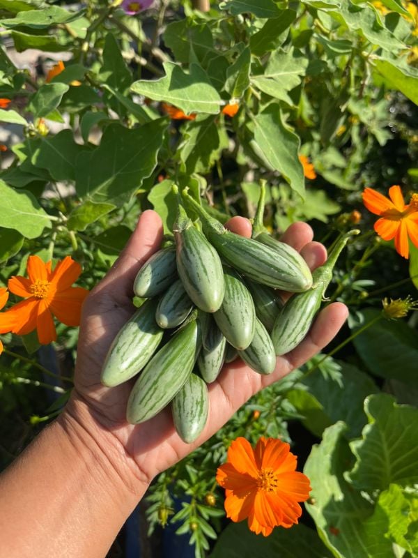 Cà Trứng Sọc [ E-W Seeds - Thái Lan ]