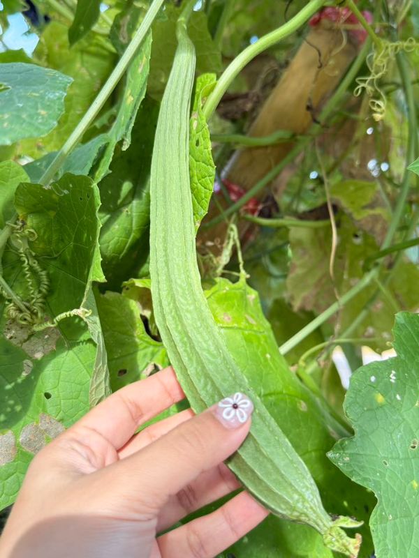 Mướp Khía Xanh [ E-W Seeds - Thái Lan ]