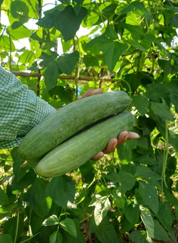 Dưa Leo Lai F1 306 Trái Dài [ E-W Seeds - Thái Lan ]