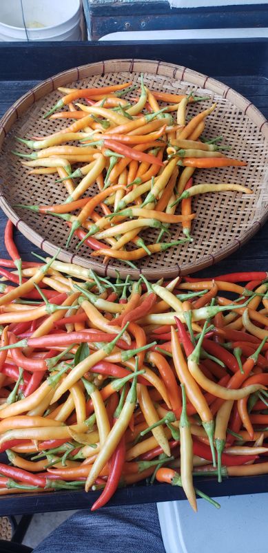 Ớt Japanese White Eagle Claw