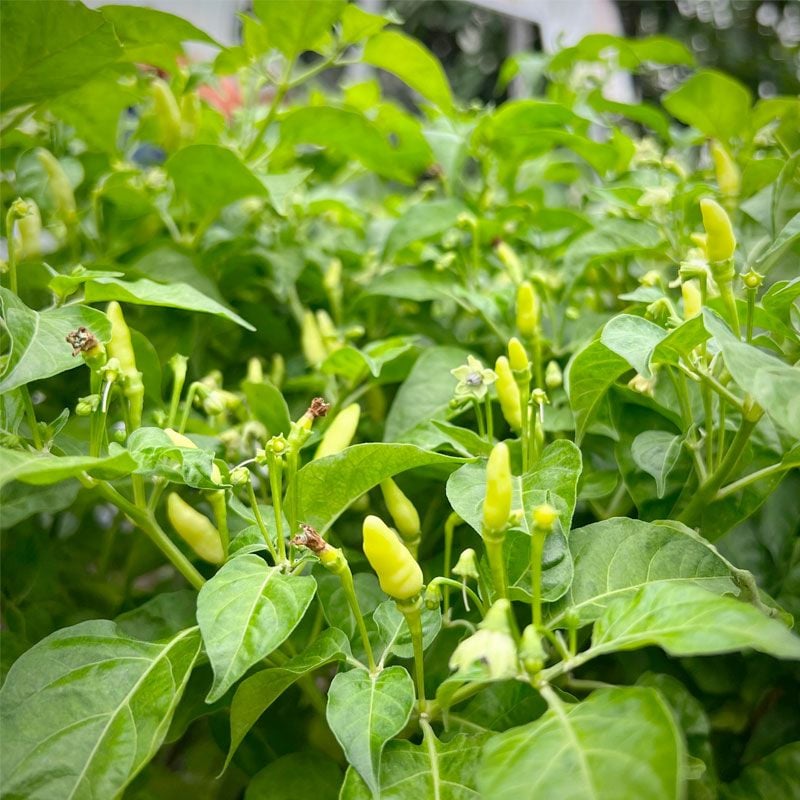 Ớt Xiêm Trắng Thái Lan