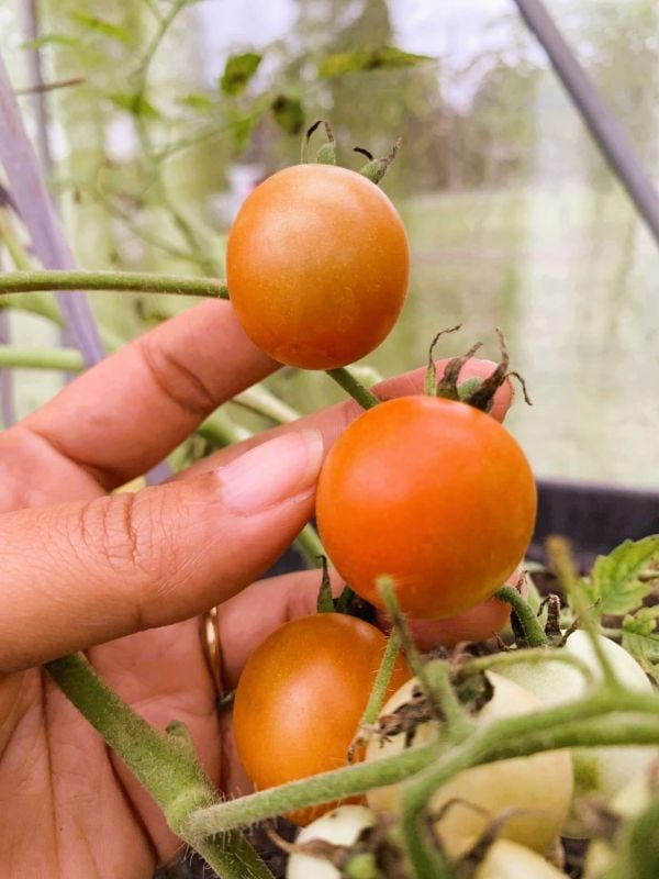 Cà Chua Bi [ E-W Seeds - Thái Lan ]