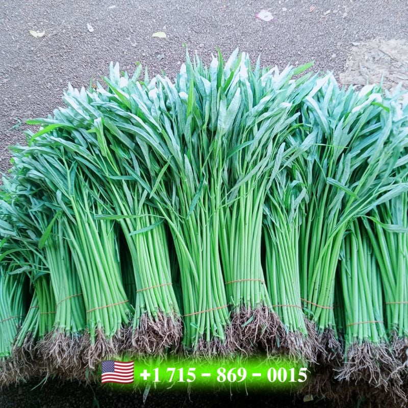 Rau Muống Thái Cọng Trắng