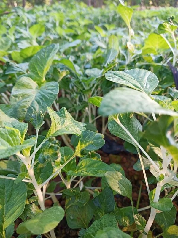 Dền Thân Trắng [ JUIJIA - Thái Lan ]