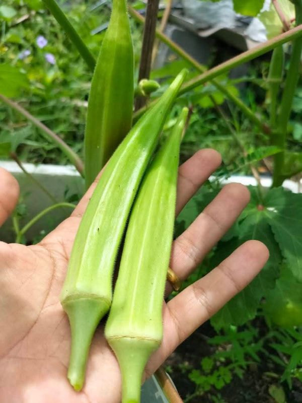 Đậu Bắp Xanh - Green J Okra [ JUIJIA - Thái Lan ]