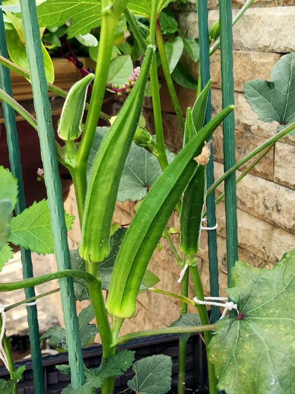 Đậu Bắp Xanh Lai F1 [ E-W Seeds - Thái Lan ]