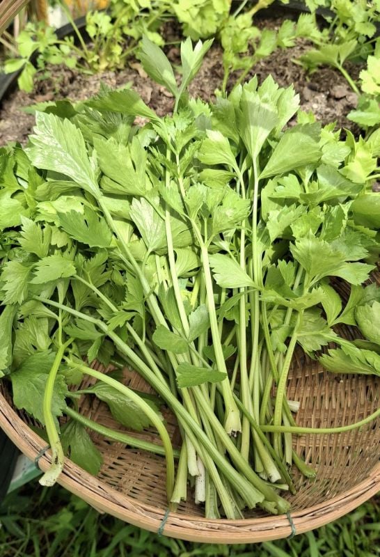 Cần Tây [ JUIJIA - Thái Lan ]