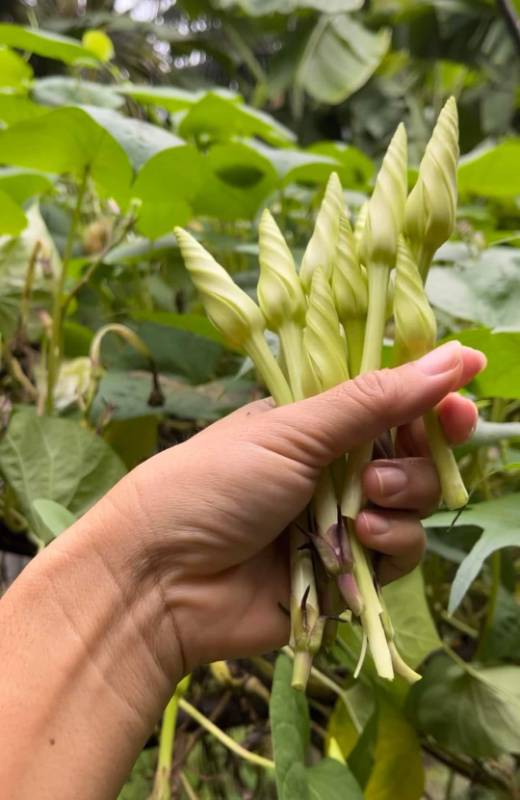 Hạt Giống Bông Chomchan [ E-W Seeds - Thái Lan ]