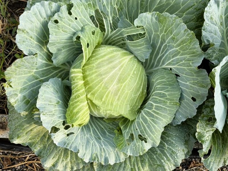 Bắp Cải - Dori 1 [ JUIJIA - Thái Lan ]