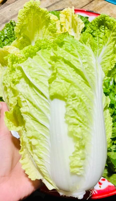 Cải Thảo [ JUIJIA - Thái Lan ]