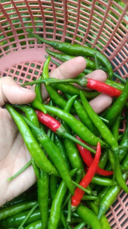 Ớt Duang [ Home Garden - Thái Lan ]