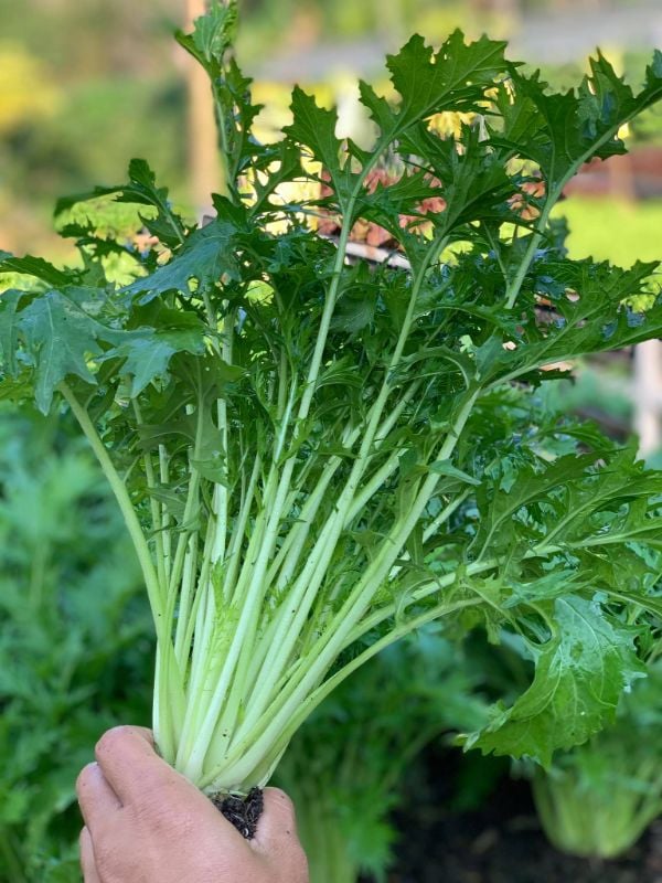 Cải Đuôi Phụng [ E-W Seeds - Thái Lan ]