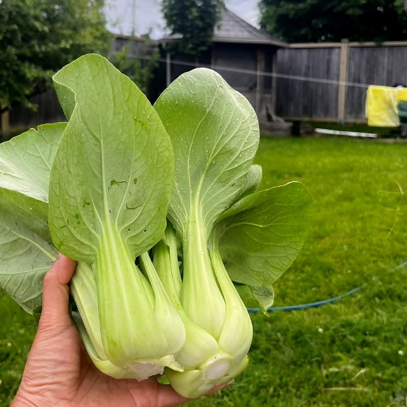 Cải Thìa Chubby - Shogun [ JUIJIA - Thái Lan ]