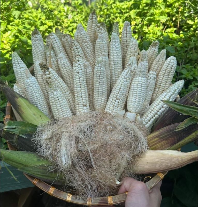 Bắp Nếp Lào Trắng