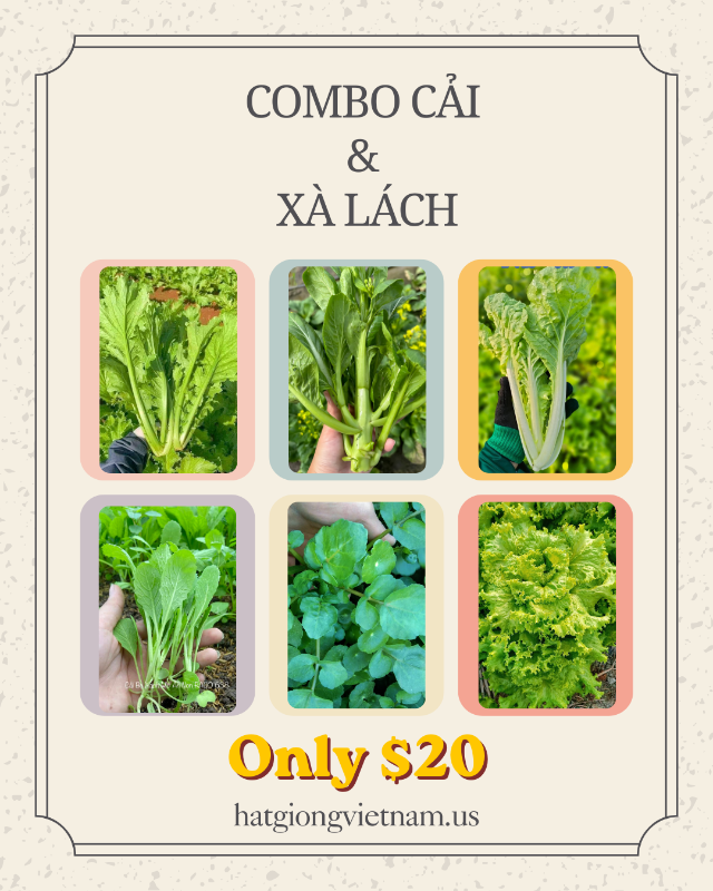 Combo Cải & Xà Lách