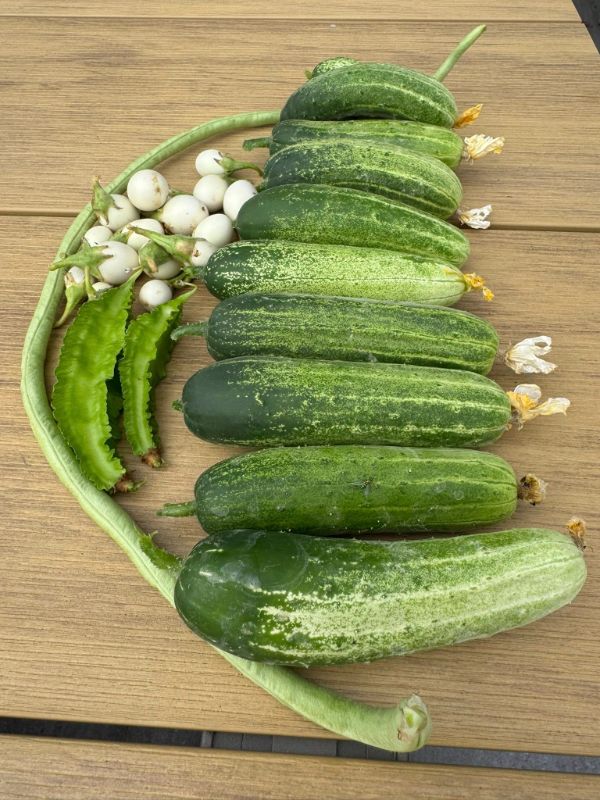 Dưa Leo Lai F1 Trái Ngắn [ E-W Seeds - Thái Lan ]