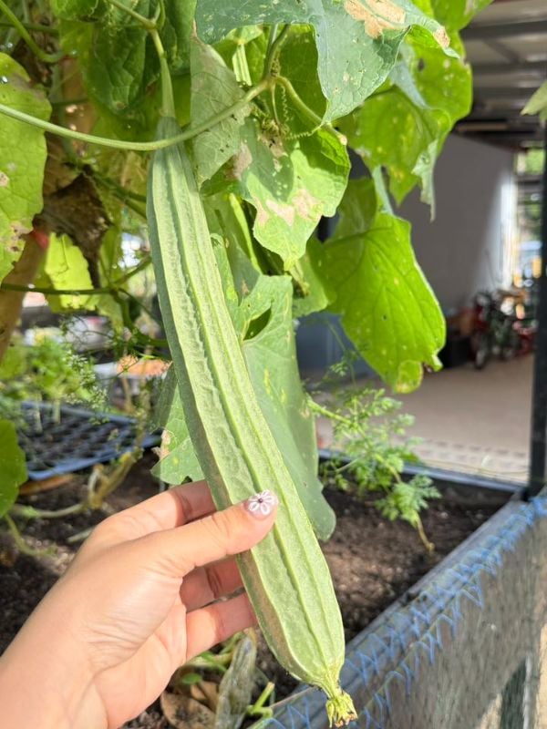 Mướp Khía Xanh [ E-W Seeds - Thái Lan ]