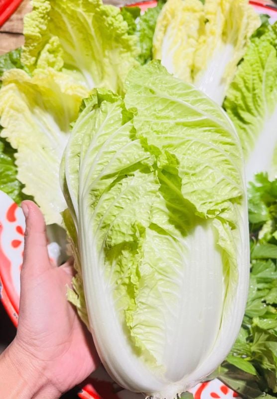 Cải Thảo [ JUIJIA - Thái Lan ]