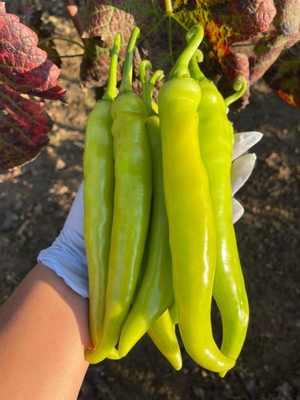 Ớt Sừng Vàng [ Home Garden - Thái Lan ]