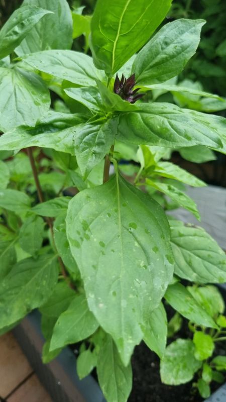 Húng Quế Lá To - JJ Large Leaf [ JUIJIA - Thái Lan ]