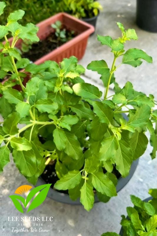 Húng Quế Trắng - Holy Basil [ JUIJIA - Thái Lan ]