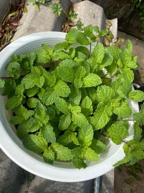 Rau Húng Lủi RD931