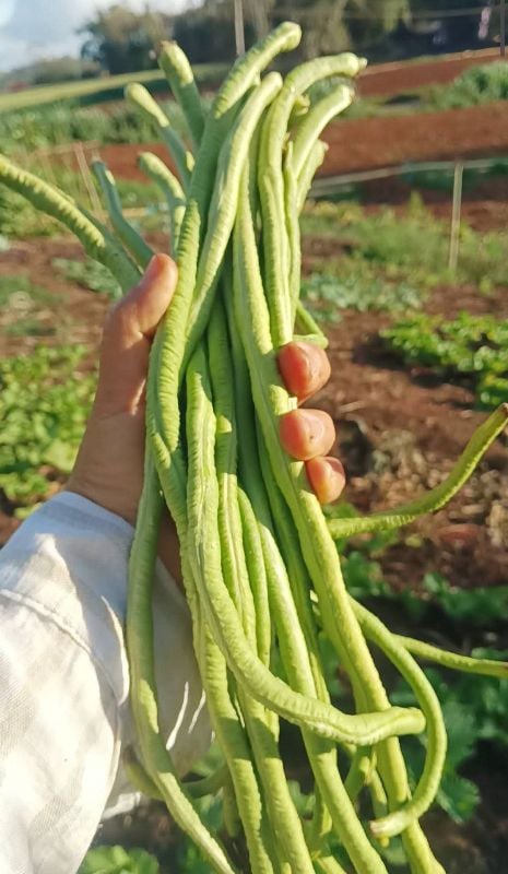 Đậu Đũa Xanh Cao Sản - JJ Shoyu [ JUIJIA - Thái Lan ]