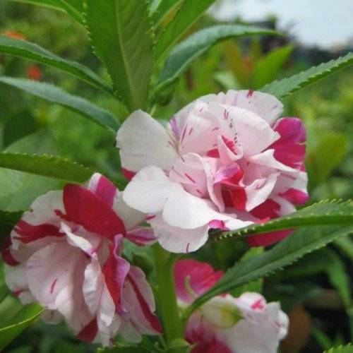 Hạt Giống Hoa Móng Tay Cánh Kép Nhiều Màu