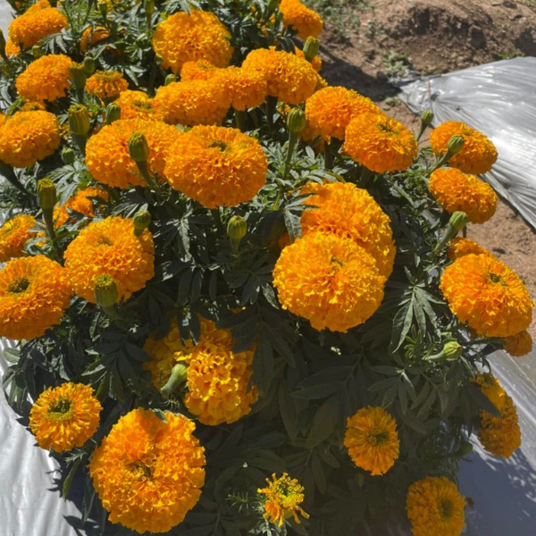 Hoa Vạn Thọ Cam - Deep Gold [ JUIJIA - Thái Lan ]