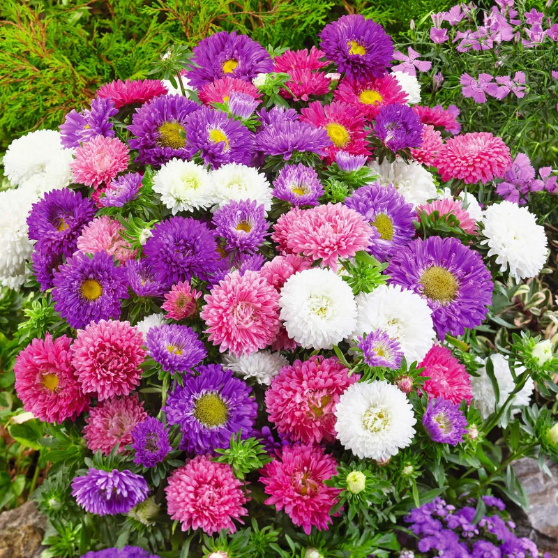Cúc Melody [ Lee Seeds LLC ]