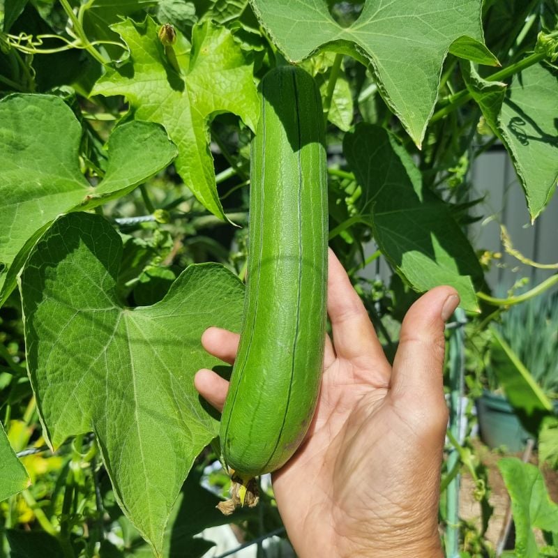 Mướp Hương Chịu Nhiệt [ E-W Seeds - Thái Lan ]