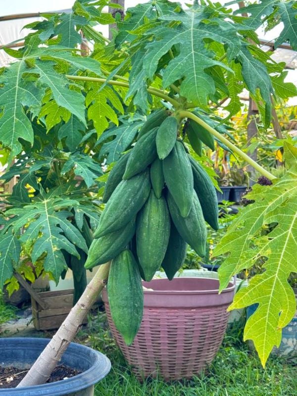 Đủ Đủ Lùn Trái Dài Lai F1 90 [ E-W Seeds - Thái Lan ]